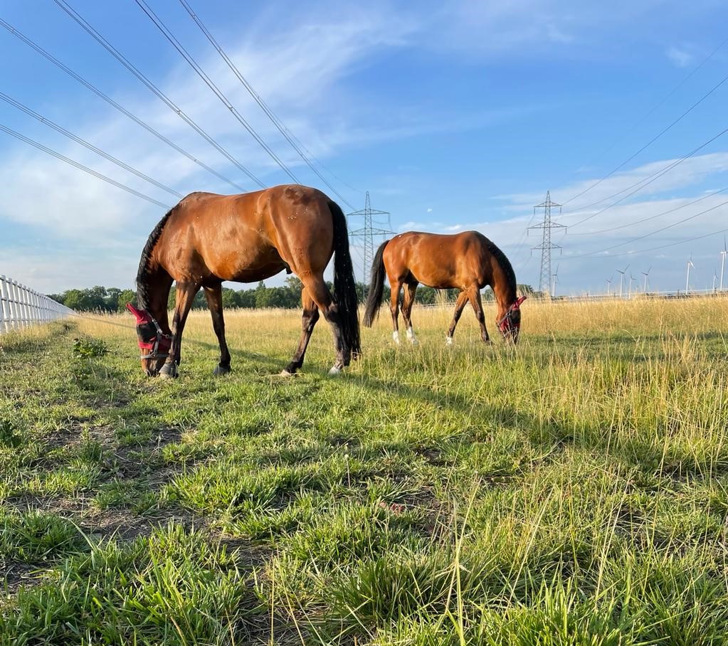 Pferd im Einstellbetrieb
